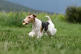 FOX TERRIER 683